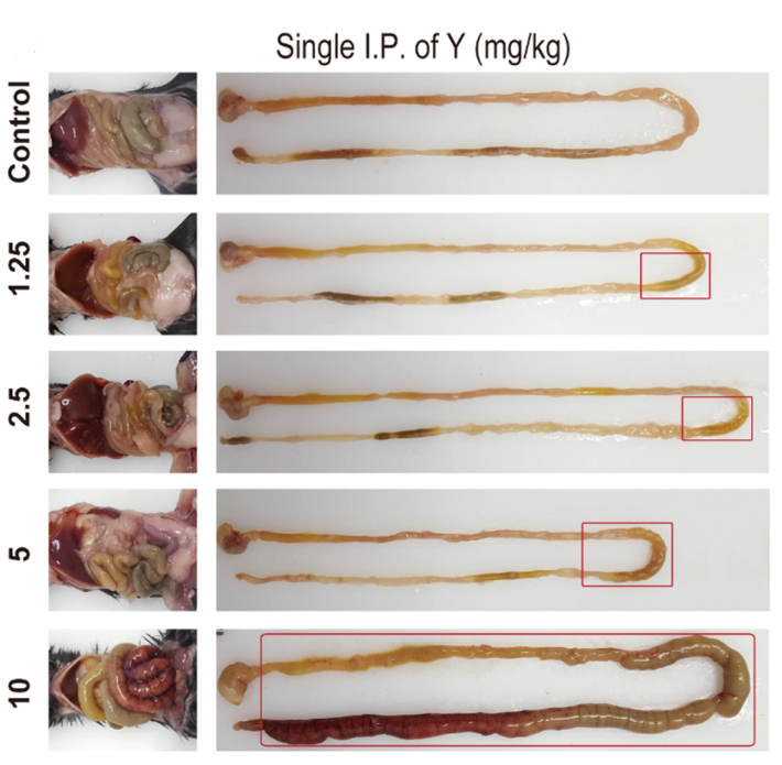 y处理小鼠后的急性毒性造成肠道损伤